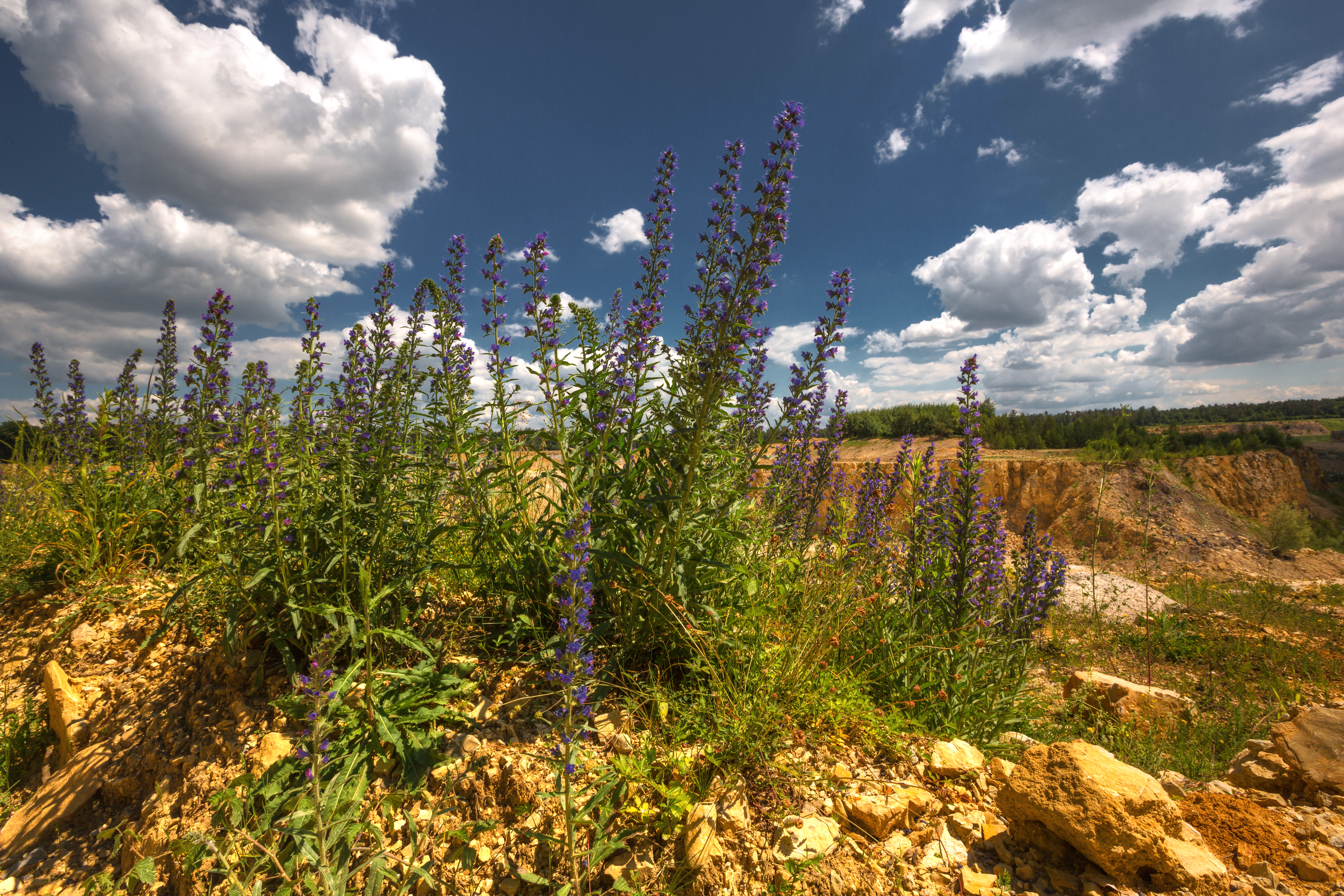 Kwitnąca łąka