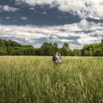 Krajowy Monitoring Trzmieli